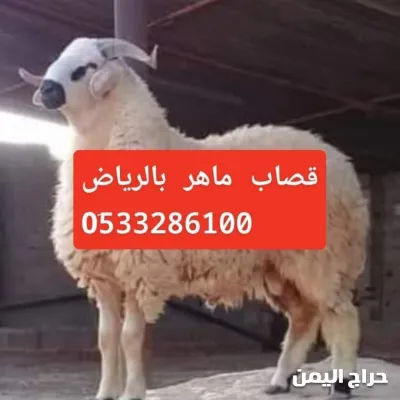 صورة الإعلان