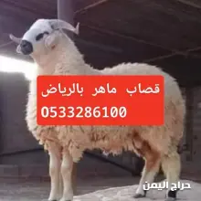 صورة مشابهة