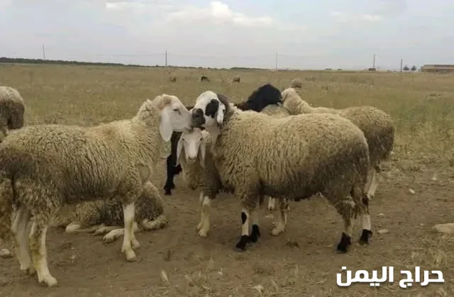 صورة الإعلان