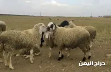 صورة مشابهة