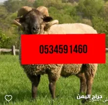 صورة مشابهة