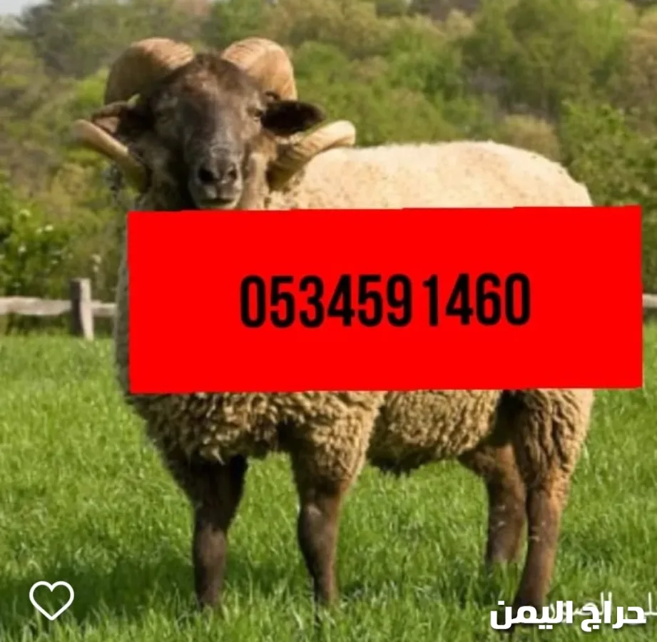 صورة الإعلان