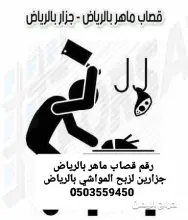 صورة مشابهة