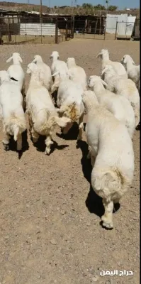 صورة الإعلان