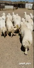 صورة مشابهة
