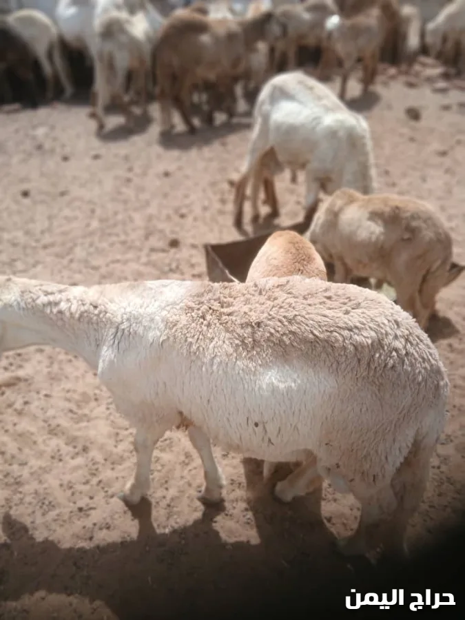 صورة الإعلان