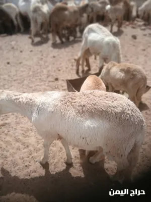 صورة الإعلان