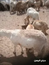 صورة مشابهة