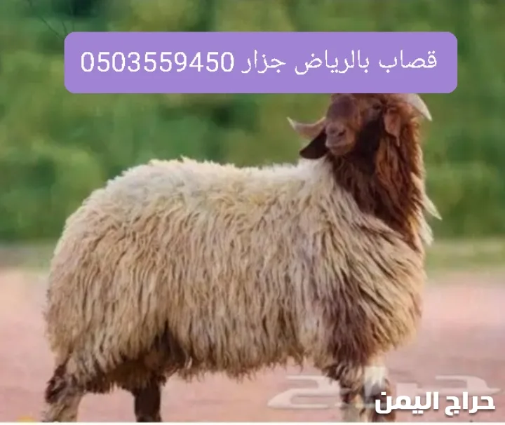 صورة الإعلان